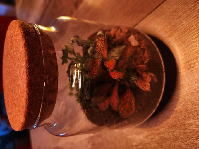 Spezielle Pflanze im Glas